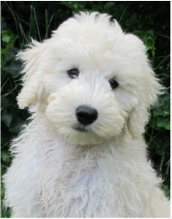 White Goldendoodle Puppies For Sale