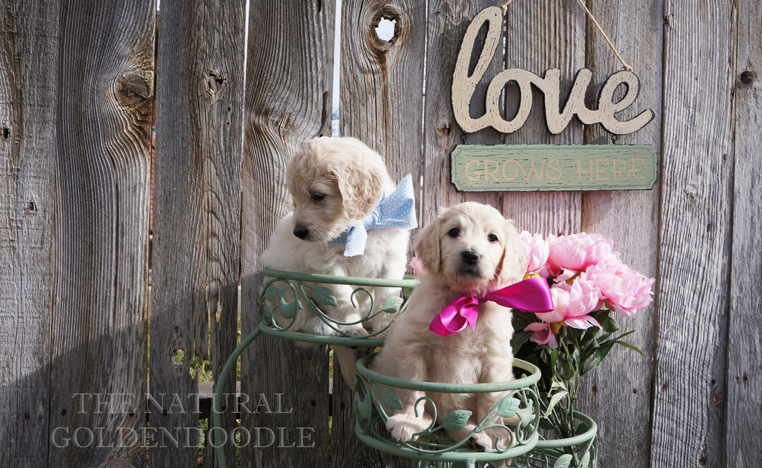Two English Goldendoodle Puppies