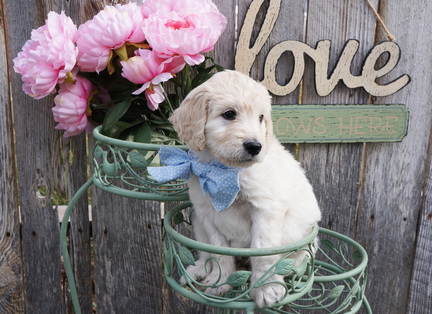 English Goldendoodle Puppies