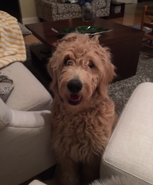 standard size English goldendoodle spending time with family