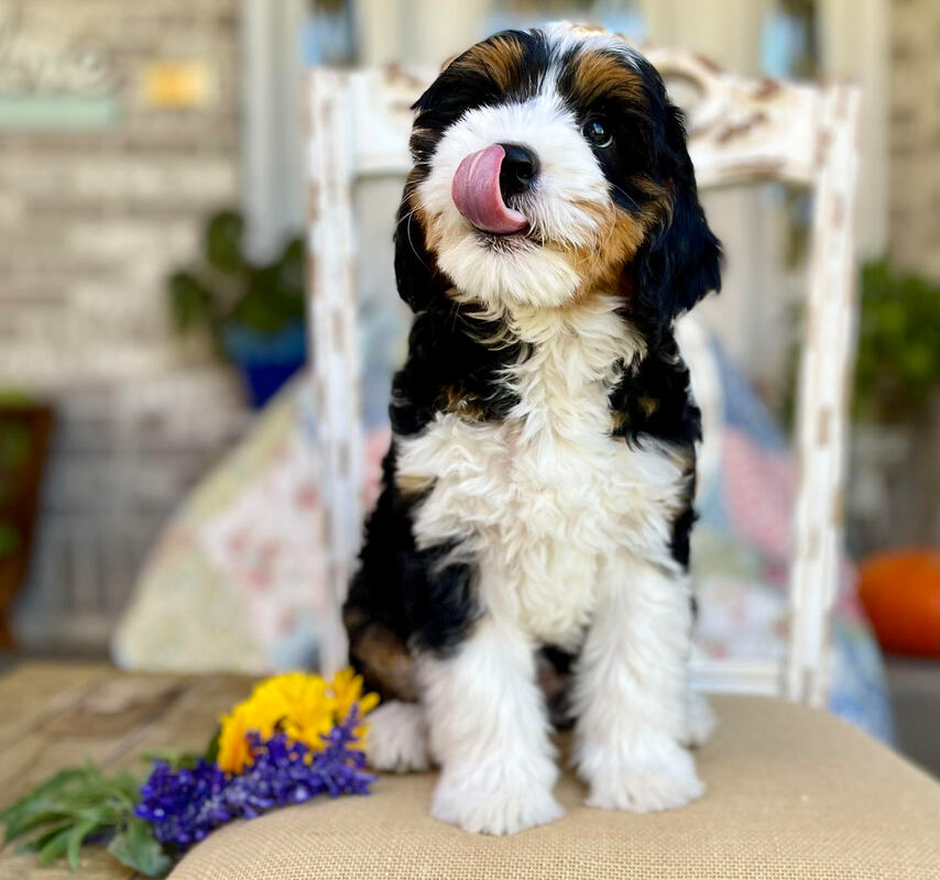 tri-color bernedoodle puppies utah tongue out tuesday