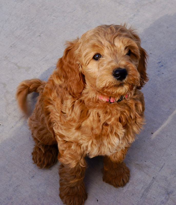 This girl is a miniature English Goldendoodle puppy out of Bunny and Gryff