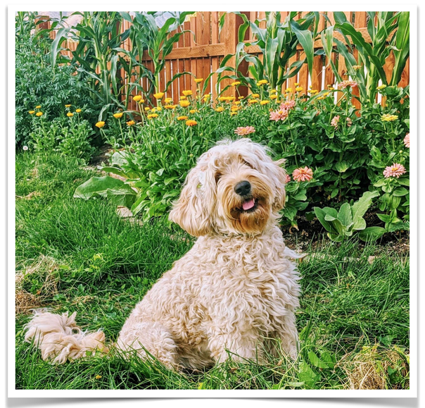 Bliss is a F1 English Goldendoodle