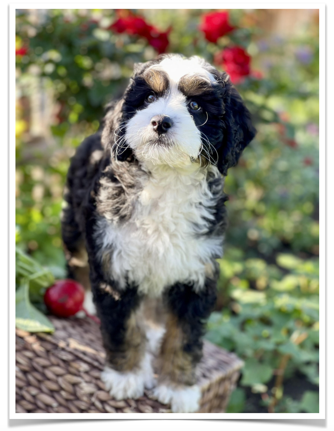 A tri-color Bernedoodle puppy from a bernedoodle breeder near Los Angeles California