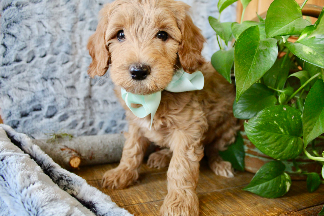 Miniature Goldendoodle and Bernedoodle Puppies for Sale - Naturally Raised