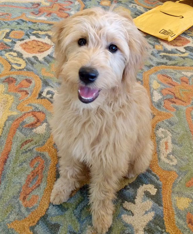 Mango, our Medium F1 English Goldendoodle, as a puppy