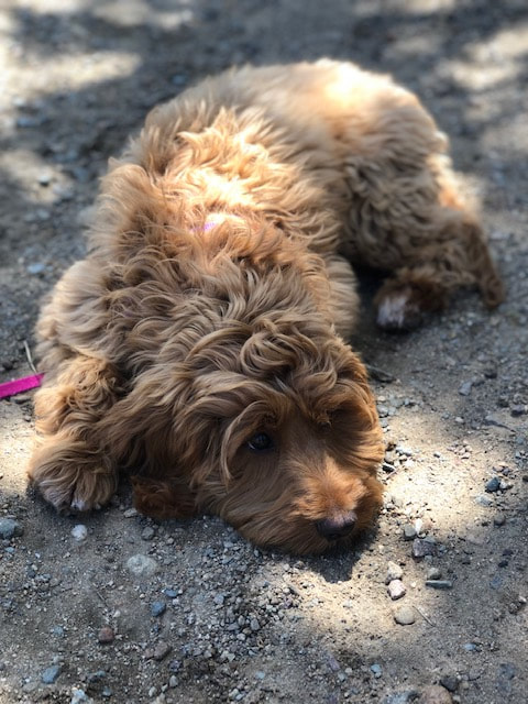 Hiking with Australian Goldendoodle puppy