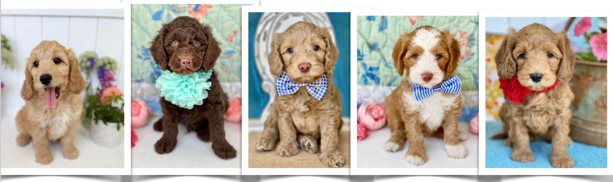 Juneau & Mustang's past mini australian goldendoodle puppies. Tuxedo puppies, chocolate, apricot puppies, blue eyed puppies
