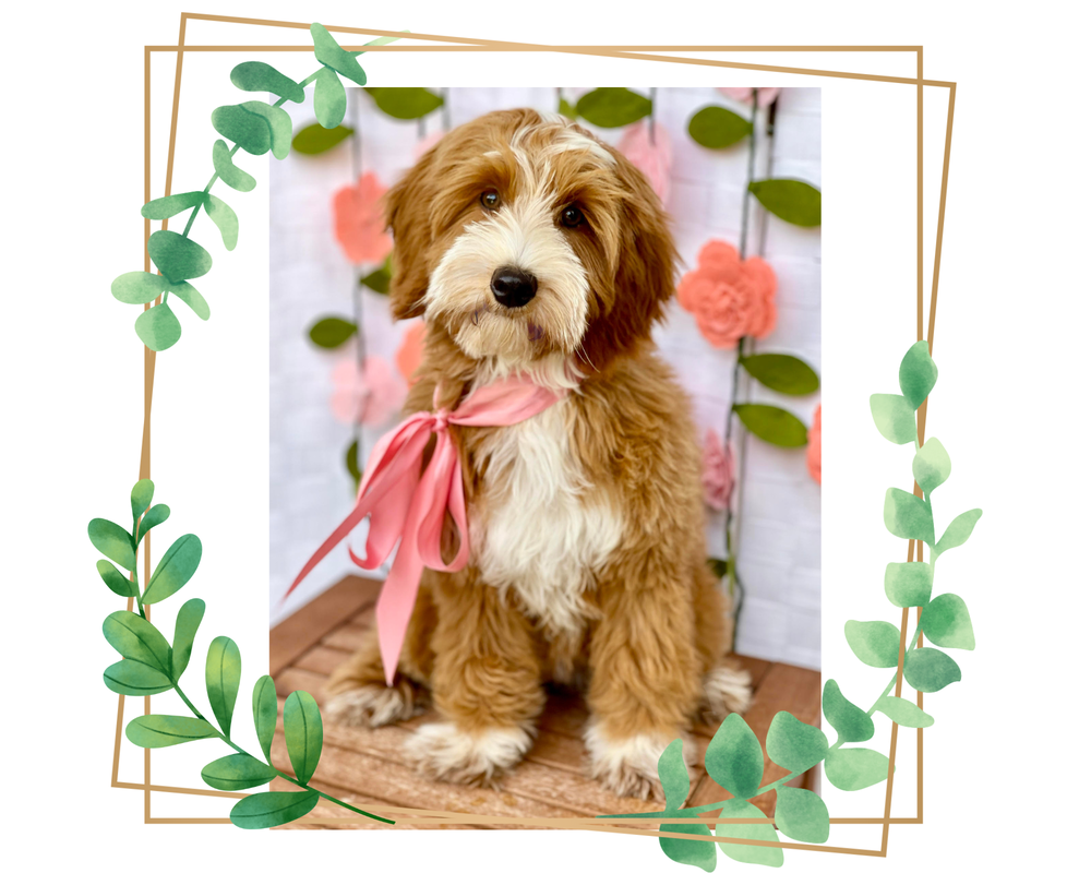 Kalea is a red and white tuxedo Australian Labradoodle, she will have red white Bernedoodles as well as stunning merle Bernedoodle puppies Utah & Los Angeles California