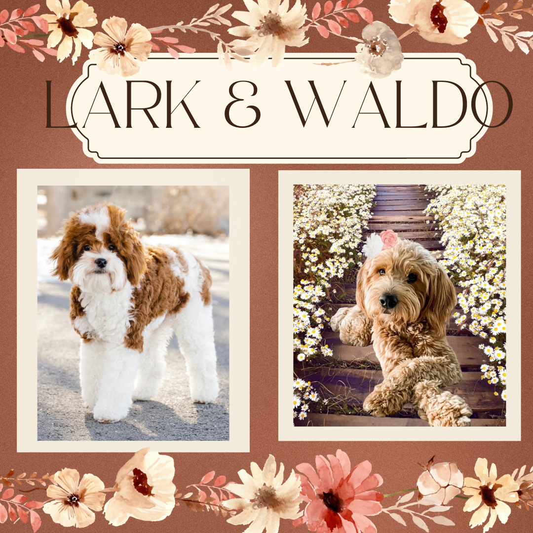 Waldo is a red mini goldendoodle and Lark is a mini English goldendoodle utah los angeles