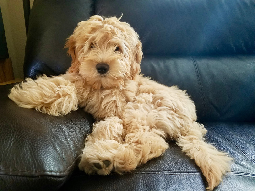 Mini Australian Goldendoodle lounging on the couch