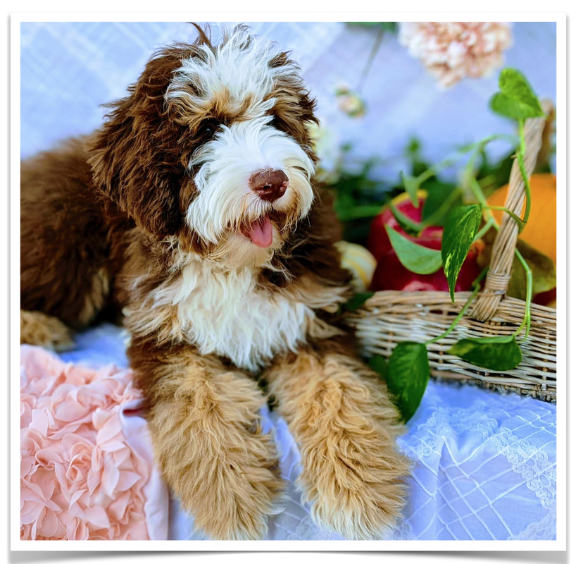 Mustang is an adorable Australian Labradoodle.