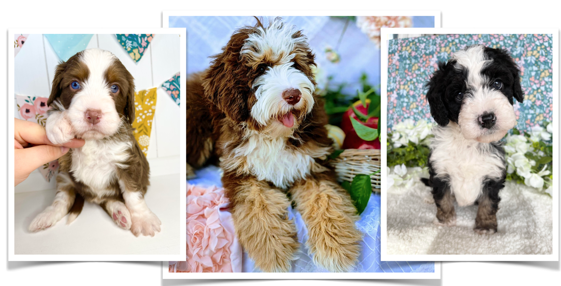Our Australian Bernedoodle stud with two of his tri-color Australian Bernedoodle Puppies Utah Las Vegas Colorado California