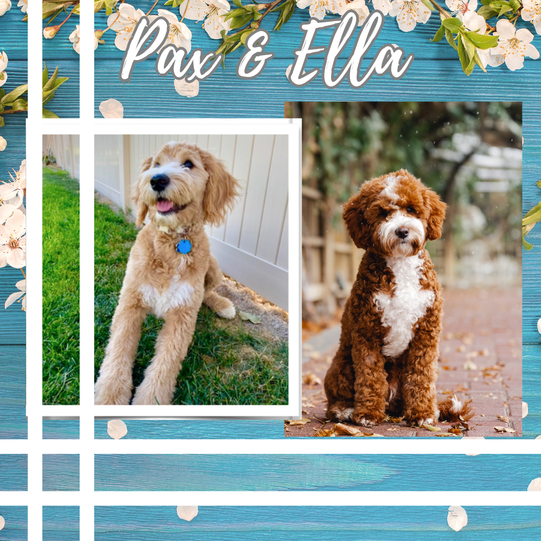 Our mini Goldendoodle utah puppies due in May
