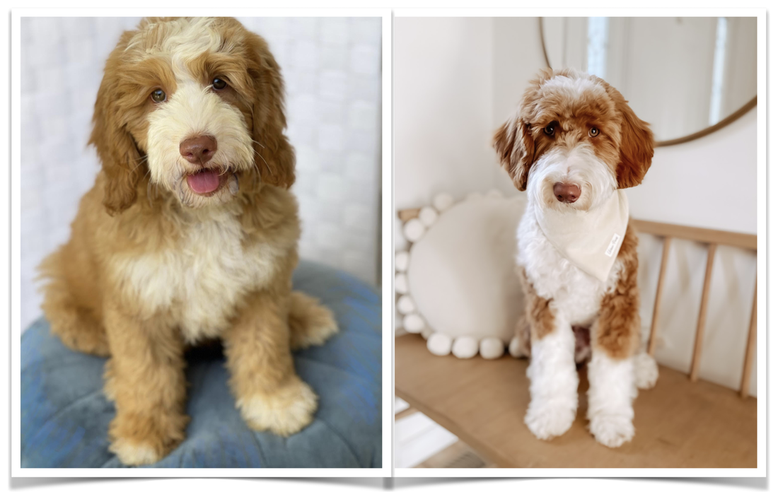 Ellie and Camp will be bred for goldendoodle puppies utah
