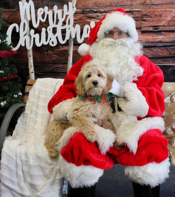 Australian Goldendoodle from Colorado with Santa