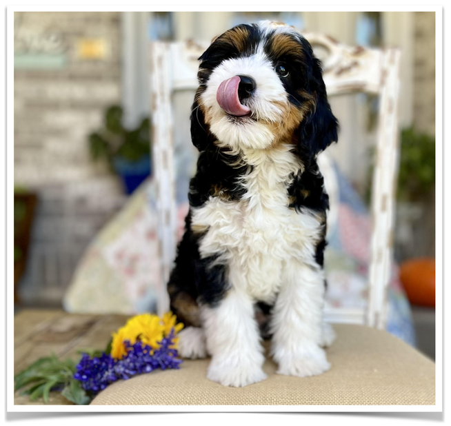 mini bernedoodle puppy trained to sit on a chair utah