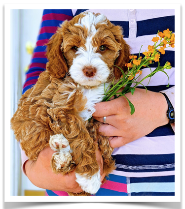 Australian Goldendoodle Puppy Goldendoodle puppies for sale utah california colorado