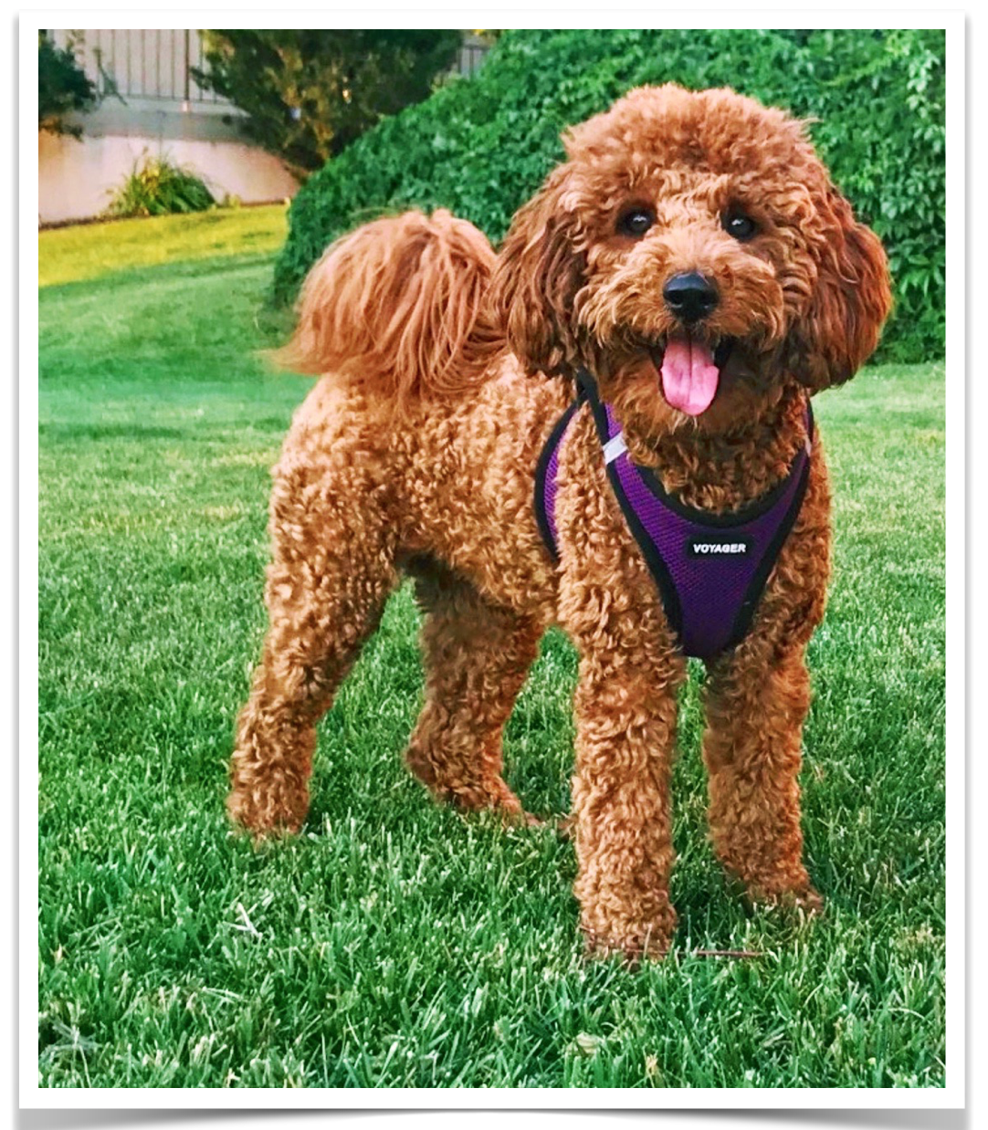 Ruby is our retired Goldendoodle mama, she is a red goldendoodle, she is an English Goldendoodle, she is bred with Harry our multi-generational tuxedo goldendoodle stud.