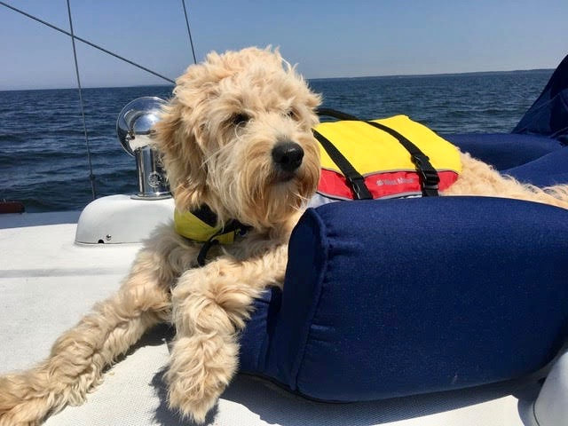 Medium size F1 English Goldendoodle out on a boat